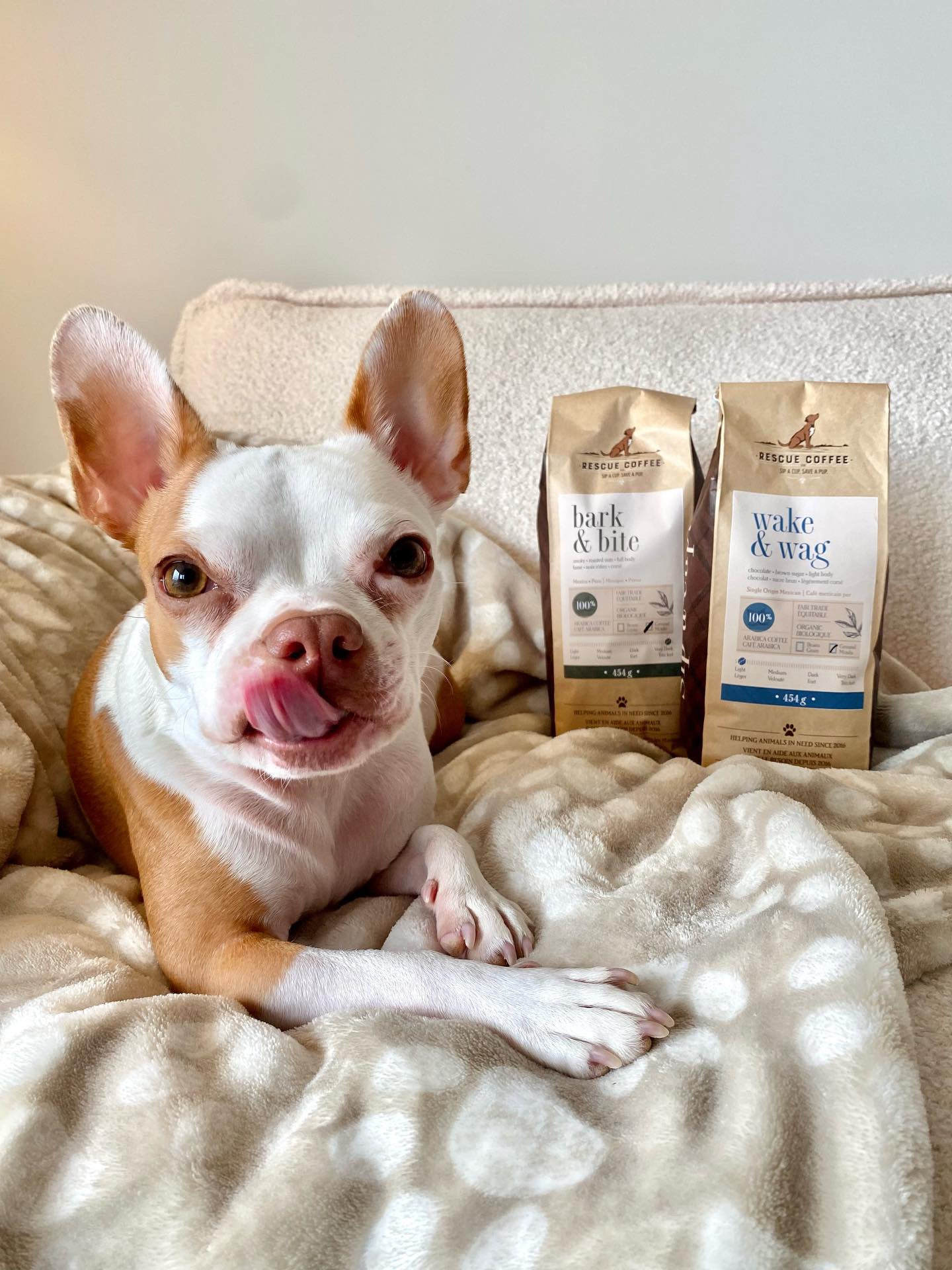 Small dog licking their lips beside two bags of Rescue Coffee Co coffee beans.