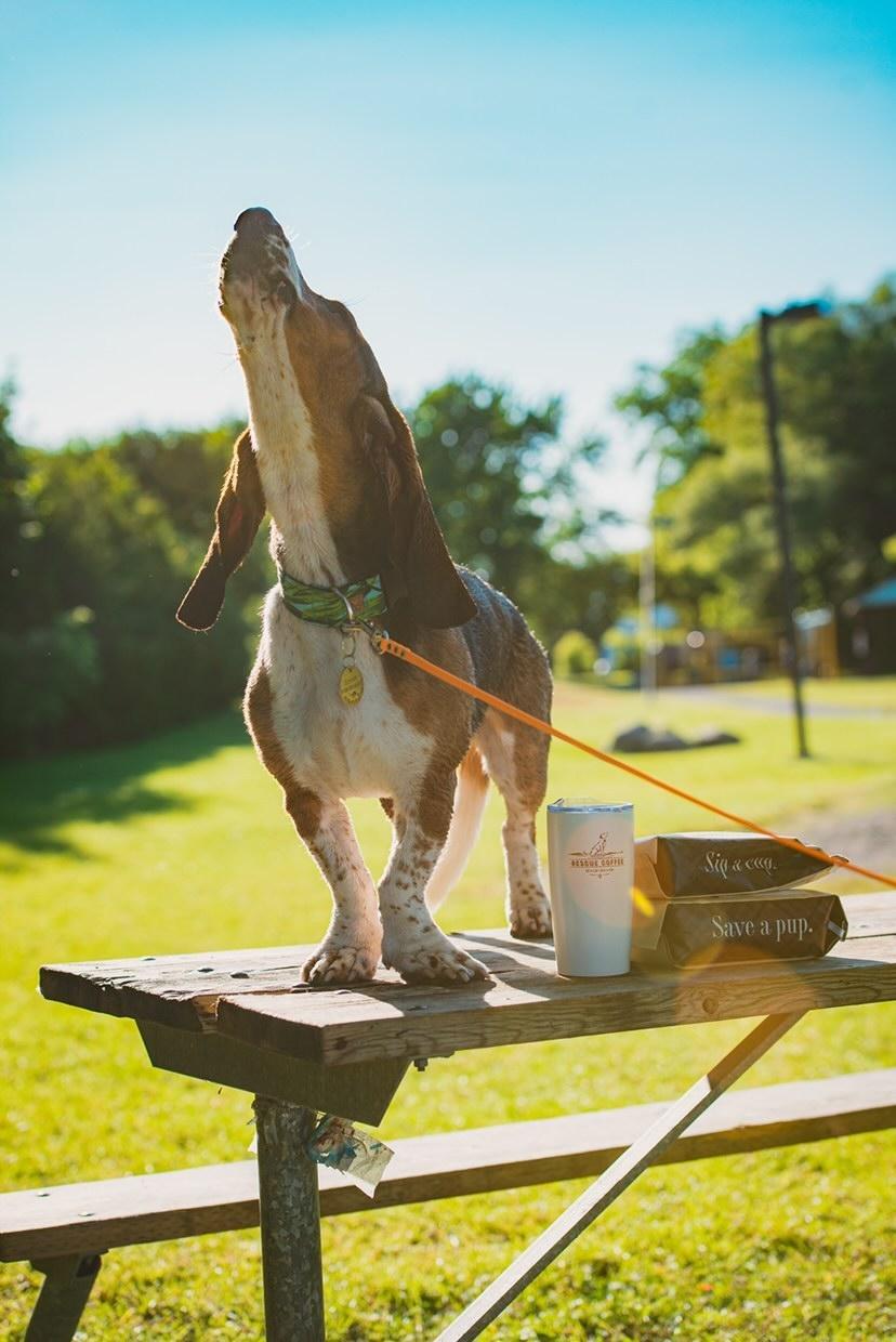 ADR Pet Stores - Caledon