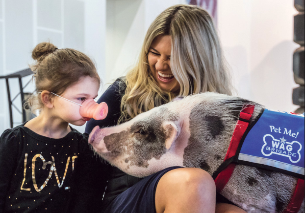 The Special Bond Between Humans and Therapy Animals