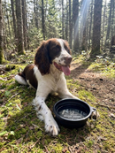 Dog Bowl - Collapsable: Rescue Coffee Signature