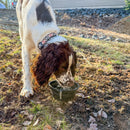 Dog drinking water from a bowl outdoors on a grassy area.
