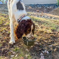Dog drinking water from a bowl outdoors on a grassy area.