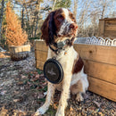 Dog Bowl - Collapsable: Rescue Coffee Signature