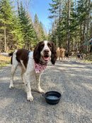 Dog standing on a gravel path with trees in the background