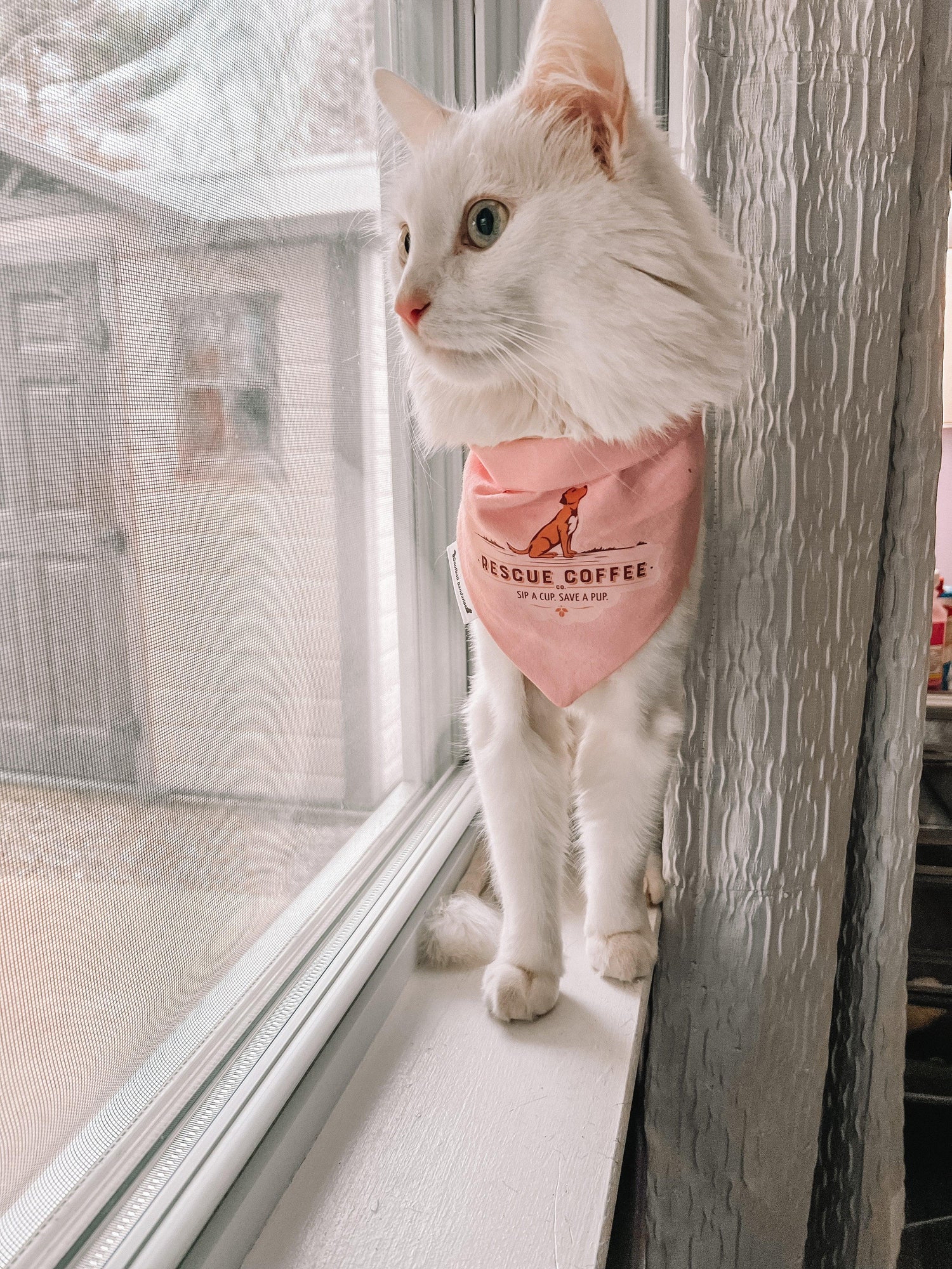 White Cat wearing pink Rescue coffee bandana.