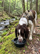 Dog drinking water from a bowl in a forest setting