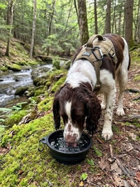 Dog drinking water from a bowl in a forest setting